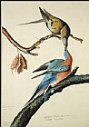 John James Audubon Famous Paintings - Passenger Pigeon